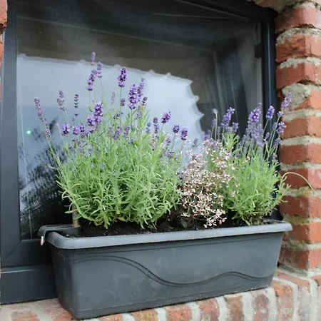 Thisa 4 * Burg-Reuland